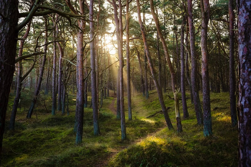 Forest Walk